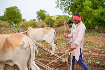indian farmer working with bull in the field