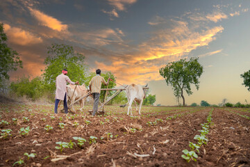 indian farmer working with bull in the field