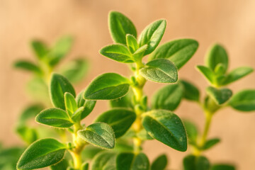 Fresh green oregano herb plants with vibrant leaves growing outdoors in natural sunlight during springtime