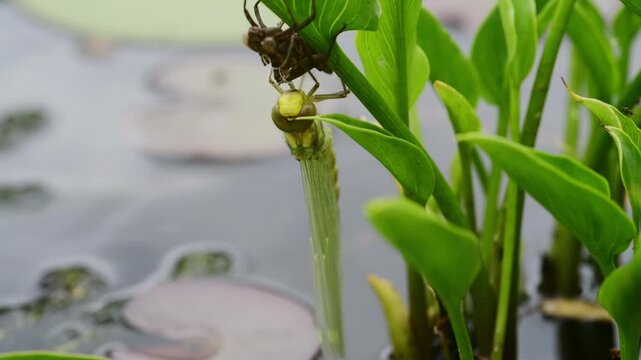Dragonfly Emerged from the Nymph