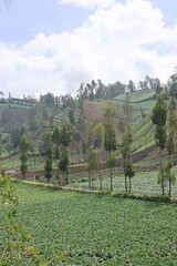 Beautiful view of vegetable plantations on the hillside.