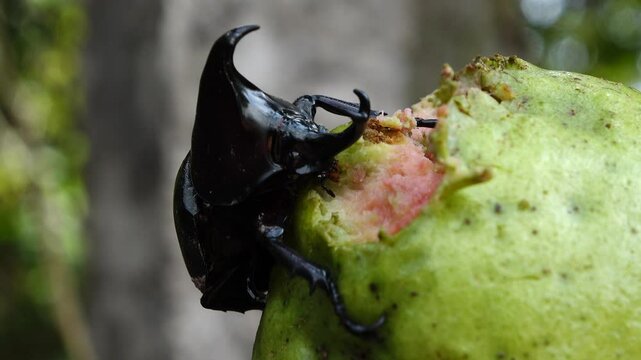 Close-up of a Rhinoceros Beetle Feeding on a Guava