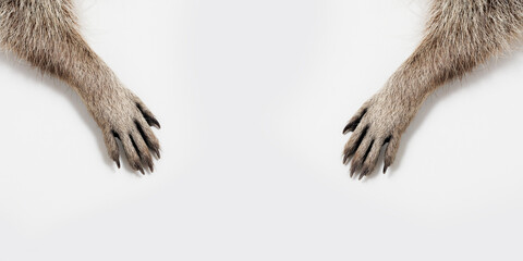 raccoon paws on a gray background. Free space for text. Wide angle horizontal wallpaper or web banner. 