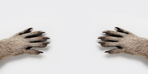 raccoon paws on a gray background. Free space for text. Wide angle horizontal wallpaper or web banner. 