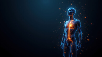 Fototapeta premium Image depicts a human silhouette with a glowing representation of the internal organs and nervous system highlighted by blue light.