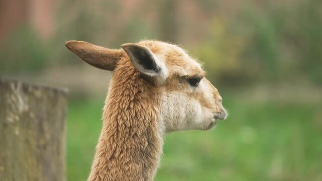 Lama vicugna gazing at surroundings in zoo habitat. Vicuna observing environment calmly in managed space. Camelids standing quietly near enclosure. Animal contemplating area peacefully