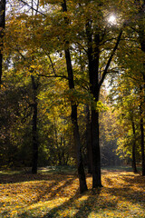 Fototapeta premium sunny day in the park, the foliage of the trees on the branches and fell to the ground, The sun is shining through the branches