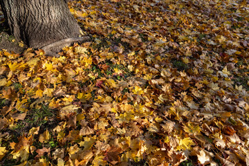 maple foliage on the ground in the autumn , the dry foliage of a maple tree lies on the ground in...
