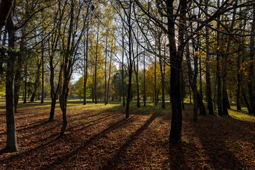 urban park with trees changing the color of the foliage, foliage on the trees and blue sky