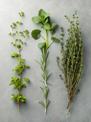 Collection of aromatic green herbs aligned vertically on a grey background, ideal for culinary, wellness, or botanical illustrations related to natural products