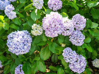 色々な色の紫陽花