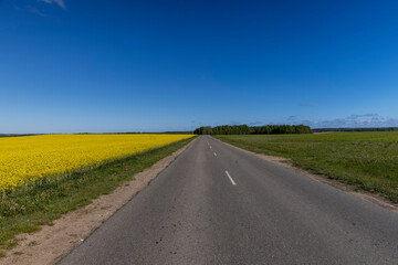an asphalt road in a field in the spring, grass and yellow flowering rapeseed growing along the highway