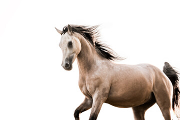 beautiful Arabian buckskin horse with copy space in the background white running with power fine art photo edit
