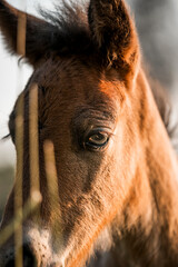 beautiful icelandic foal in orange sunlight being happy horse equine close up