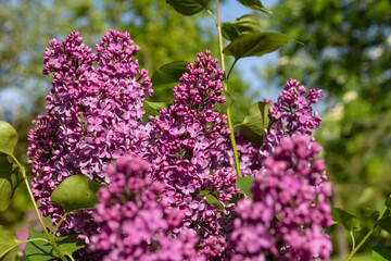Obraz premium blooming lilac bushes , spring park with blooming lilac flowers in the spring season closeup, details of flower inflorescences