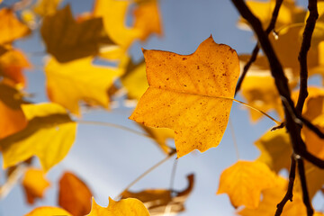 orange tulip tree against a sky , autumn foliage of a tulip tree in Indian summer in the park,...