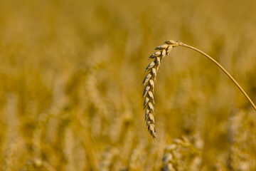 close-up of a ripe ear of wheat growing in an agricultural field, captured in natural light