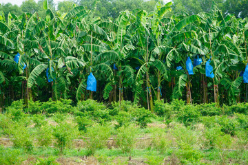 Lush Banana Plantation with Blue Protective Bags in Green Landscape