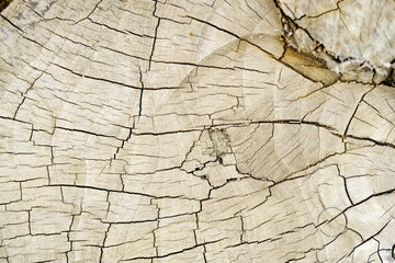 Detailed Close-Up of Cracked Tree Ring Texture and Natural Patterns
