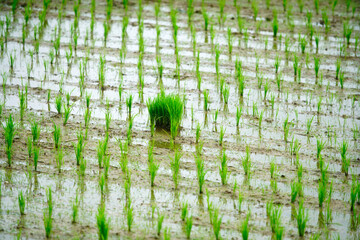 Lush Green Rice Seedlings Growing in Fertile Agricultural Field