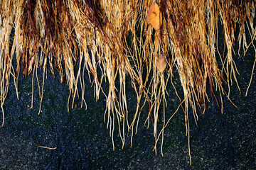 Natural Roots Against Dark Background with Textures and Colors