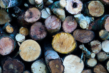 Close-up View of Cut Logs Piled Together in a Rustic Environment