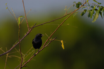 A striking black color male Pied Bush chat perches on a slender branch with a vibrant green blurred background.