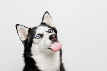 Funny husky with beautiful big blue eyes on gray background. Lovely fluffy dog licking lips. Free space for text. Wide angle horizontal wallpaper or web banner. 