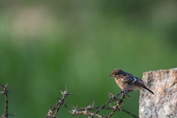 a beautiful Pied bushchat with speckled plumage perched on a twisted barbet wire fence. The...