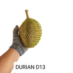 Type of durian in Malaysia,
