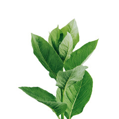 Green tobacco plant with fresh wide leaves