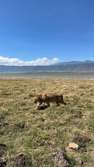 Wild lion prowling in the conservation area Ngorogoro crater in Tanzania, Africa