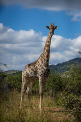 A giraffe in the wild