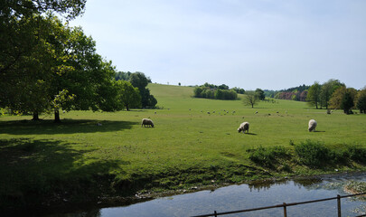 Sheep grazing in a meadow across the river with trees in background