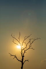 Silhouette of a dead tree with bare branches at sunset. There is copy space