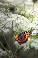 
Ein Admiralfalter mit geöffneten Flügeln sitzt auf einer weißen Blütendolde, umgeben von weiteren unscharfen Dolden, im Sonnenlicht
