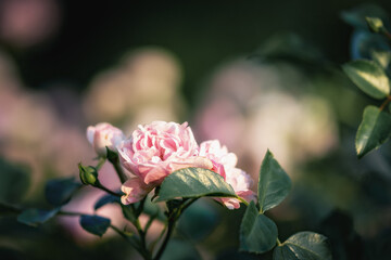 
Pinkfarbene Rosenknospen und teilweise geöffnete Blüten in einem Garten, fokussiert im...