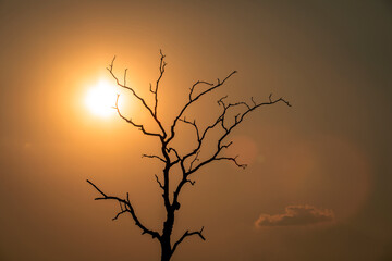 Silhouette of dead tree against sun during sunset or golden hour light.