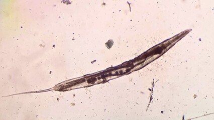 Roundworm Larva Leidynema Appendiculata Cockroaches