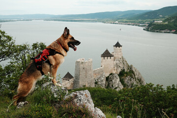 German shepherd dog with a red harness standing near Golubac Fortress on the Danube River. Travel...