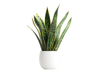Sansevieria trifasciata in a white pot isolated on transparent background