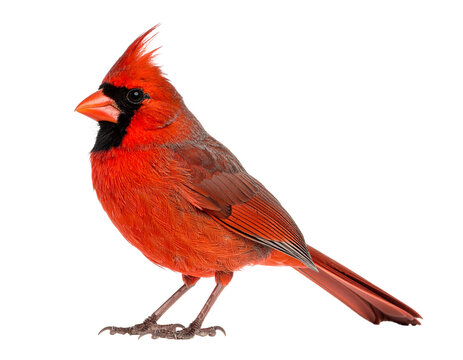 Bright red Northern Cardinal bird in high detail, crest raised, isolated on a transparent background. - Powered by Adobe