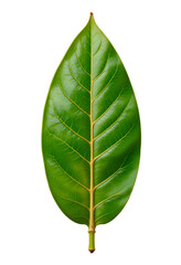 Close up of a single vivid green leaf with intricate vein patterns on white background