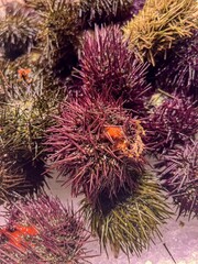 Sea urchins on the table