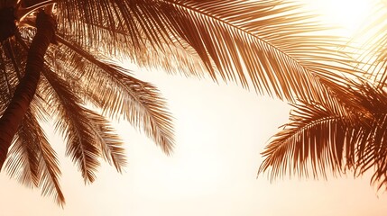 Golden Hour Palm Tree Leaves Tropical Summer Background