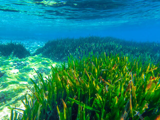Seagrass underwater with natural sunlight in Mediterranean sea, jijel Algeria, Sea Grass...