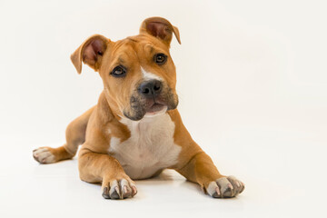 American Stafford puppy portrait in studio, dog, American Staffordshire Terrier, animal, pet,...