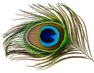 Single Vibrant Peacock Feather with Eye Pattern, isolated on transparent background PNG