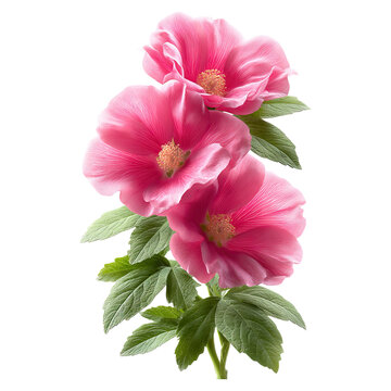 Rugosa rose echo in floral tempo concept. Beautiful pink flowers with vibrant petals and green leaves.