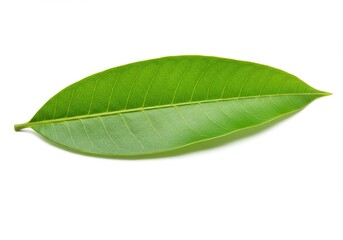 Fototapeta premium Isolated green mango leaf showing detailed texture on white background